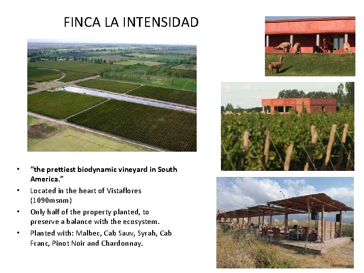 FINCA LA INTENSIDAD • • “the prettiest biodynamic vineyard in South America. ” Located
