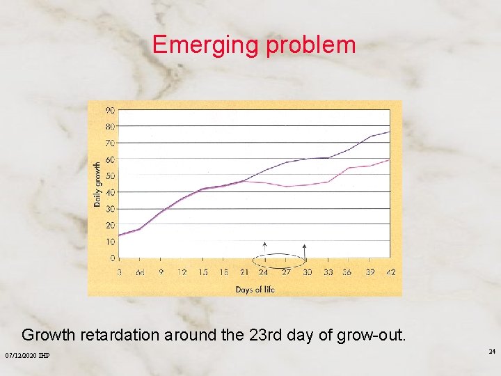 Emerging problem Growth retardation around the 23 rd day of grow-out. 07/12/2020 IHP 24