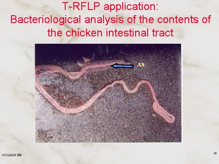T-RFLP application: Bacteriological analysis of the contents of the chicken intestinal tract A 8