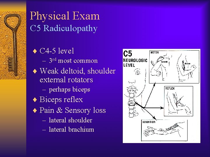 Physical Exam C 5 Radiculopathy ¨ C 4 -5 level – 3 rd most