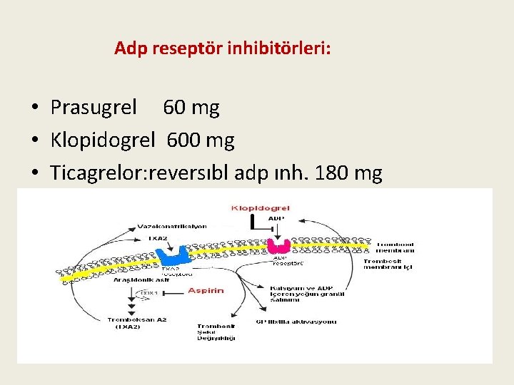 Adp reseptör inhibitörleri: • Prasugrel 60 mg • Klopidogrel 600 mg • Ticagrelor: reversıbl