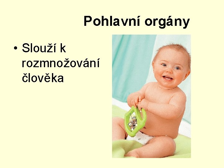  Pohlavní orgány • Slouží k rozmnožování člověka 