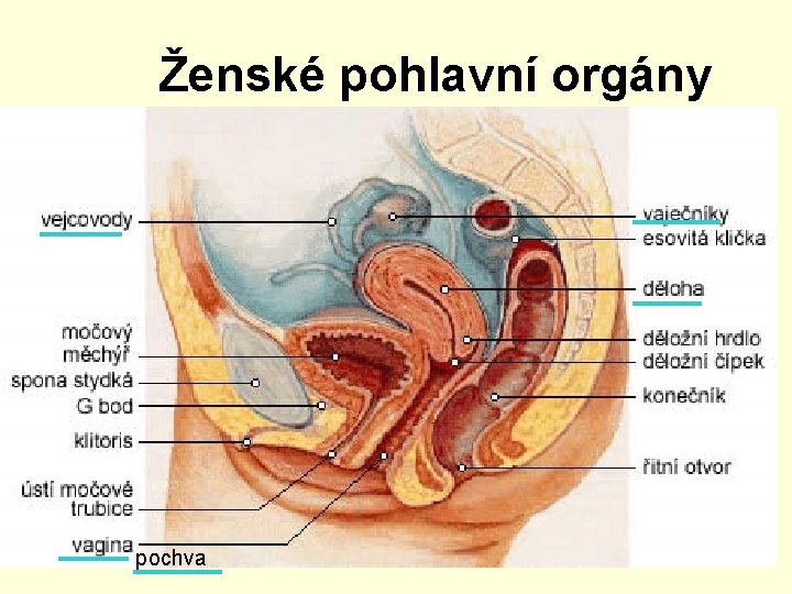 Ženské pohlavní orgány pochva 