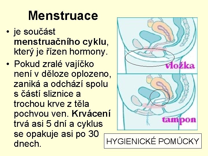 Menstruace • je součást menstruačního cyklu, který je řízen hormony. • Pokud zralé vajíčko