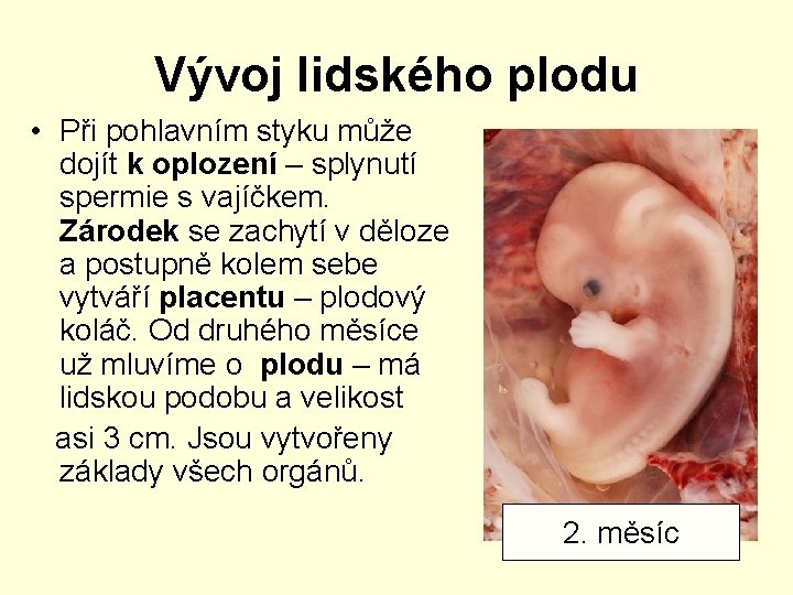 Vývoj lidského plodu • Při pohlavním styku může dojít k oplození – splynutí spermie