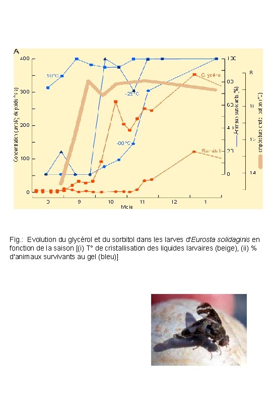 Fig. : Evolution du glycérol et du sorbitol dans les larves d'Eurosta solidaginis en