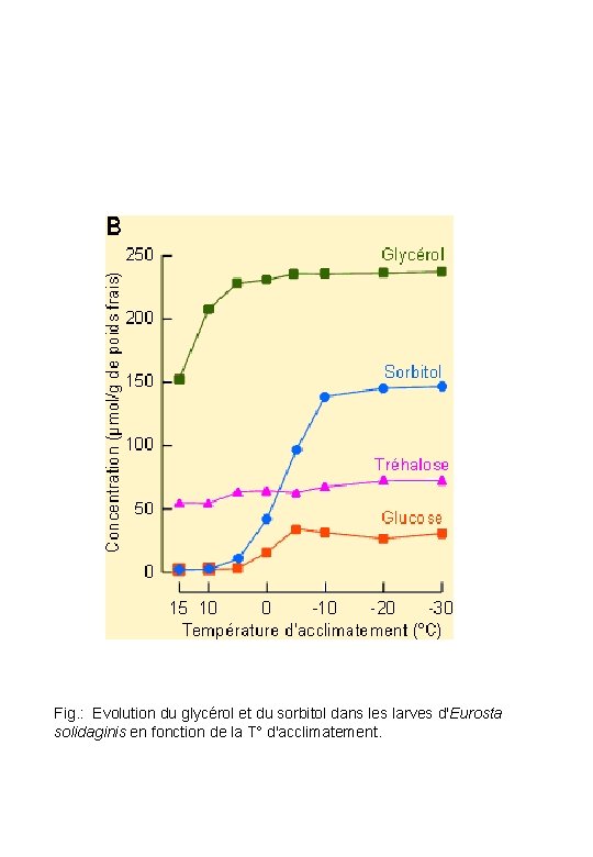 Fig. : Evolution du glycérol et du sorbitol dans les larves d'Eurosta solidaginis en