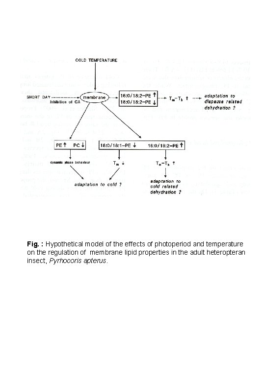 Fig. : Hypothetical model of the effects of photoperiod and temperature on the regulation