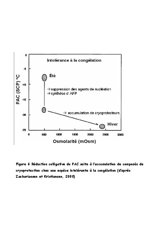 Figure 6 Réduction colligative du PAC suite à l’accumulation de composés de cryoprotection chez