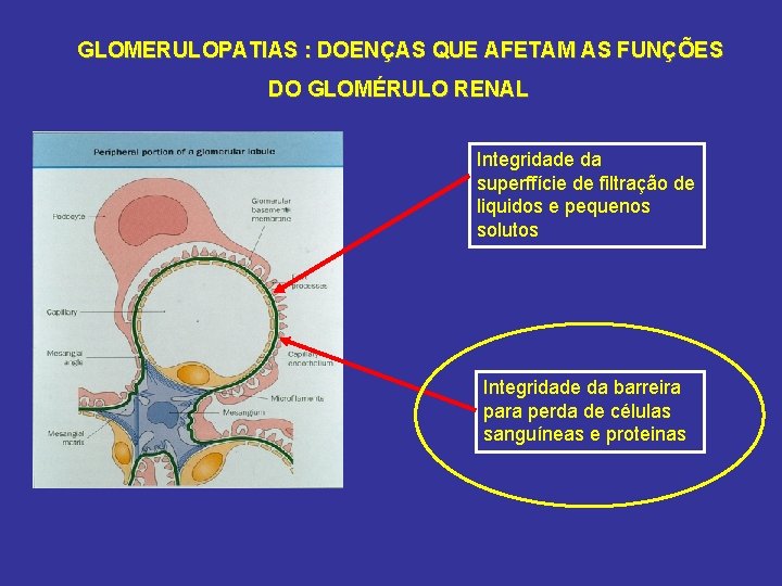 GLOMERULOPATIAS : DOENÇAS QUE AFETAM AS FUNÇÕES DO GLOMÉRULO RENAL Integridade da superffície de