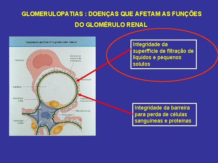 GLOMERULOPATIAS : DOENÇAS QUE AFETAM AS FUNÇÕES DO GLOMÉRULO RENAL Integridade da superffície de