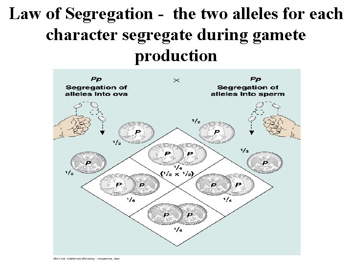 Law of Segregation - the two alleles for each character segregate during gamete production Law of Segregation - the two alleles for each character segregate during gamete production