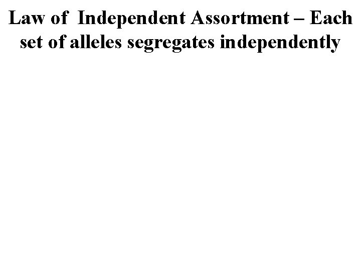 Law of Independent Assortment – Each set of alleles segregates independently 