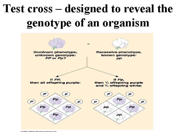 Test cross – designed to reveal the genotype of an organism 