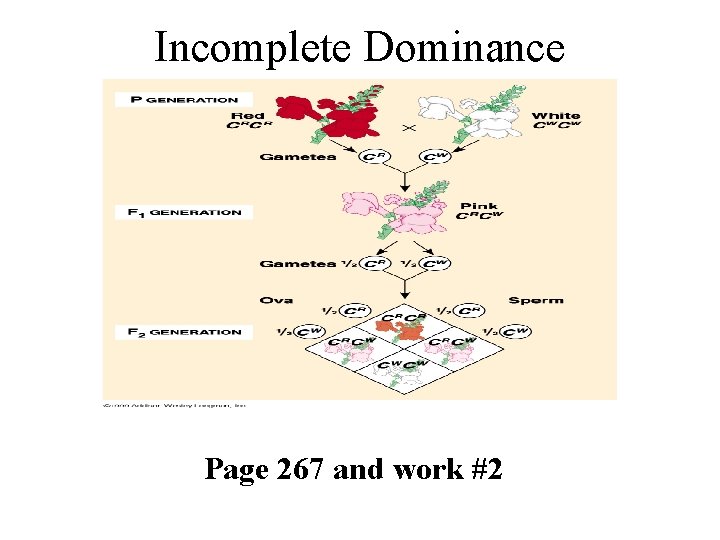 Incomplete Dominance Page 267 and work #2 Incomplete Dominance Page 267 and work #2