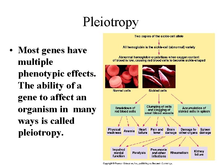 Pleiotropy • Most genes have multiple phenotypic effects. The ability of a gene to