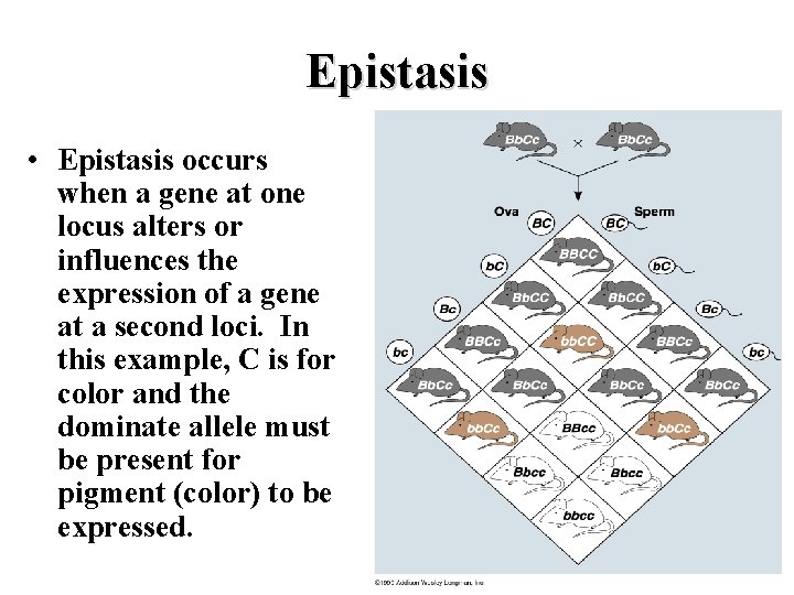 Epistasis • Epistasis occurs when a gene at one locus alters or influences the Epistasis • Epistasis occurs when a gene at one locus alters or influences the