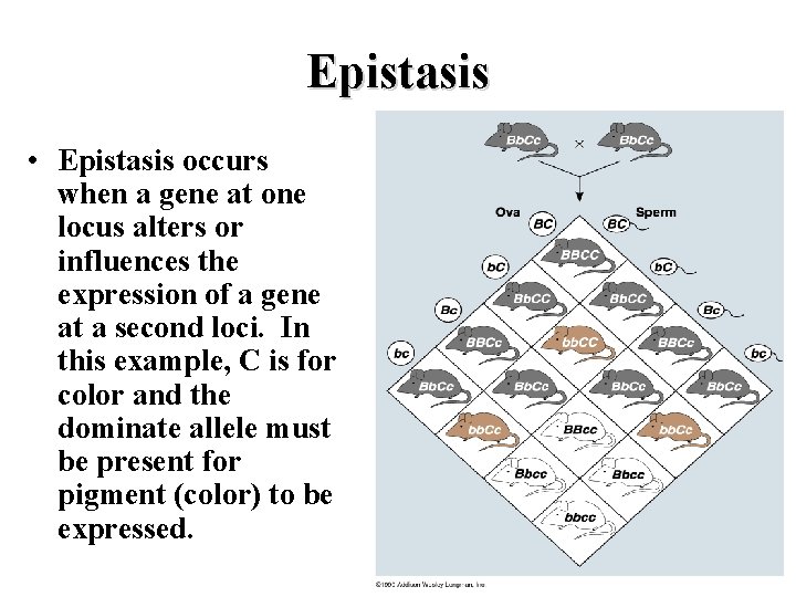 Epistasis • Epistasis occurs when a gene at one locus alters or influences the