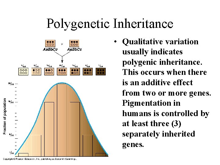 Polygenetic Inheritance • Qualitative variation usually indicates polygenic inheritance. This occurs when there is