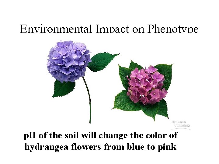 Environmental Impact on Phenotype p. H of the soil will change the color of