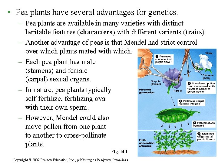  • Pea plants have several advantages for genetics. – Pea plants are available