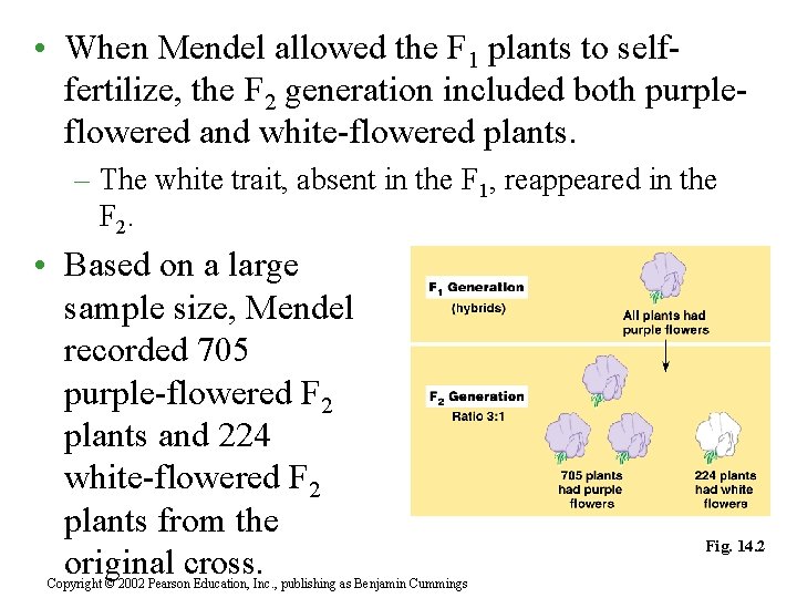 • When Mendel allowed the F 1 plants to selffertilize, the F 2 • When Mendel allowed the F 1 plants to selffertilize, the F 2