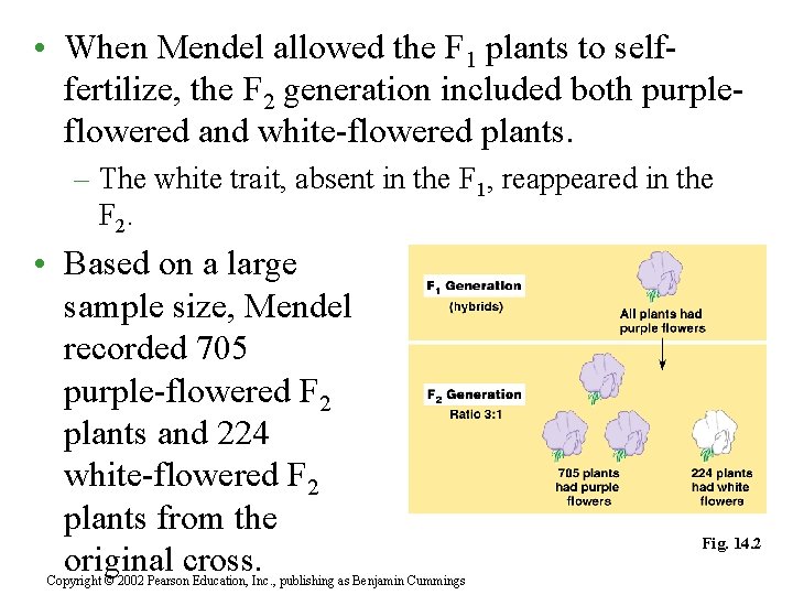  • When Mendel allowed the F 1 plants to selffertilize, the F 2