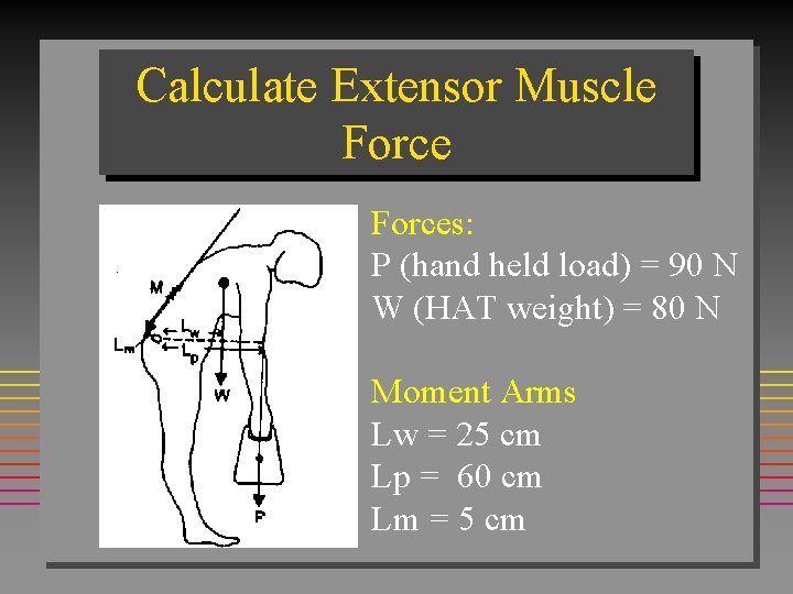 Calculate Extensor Muscle Forces: P (hand held load) = 90 N W (HAT weight)