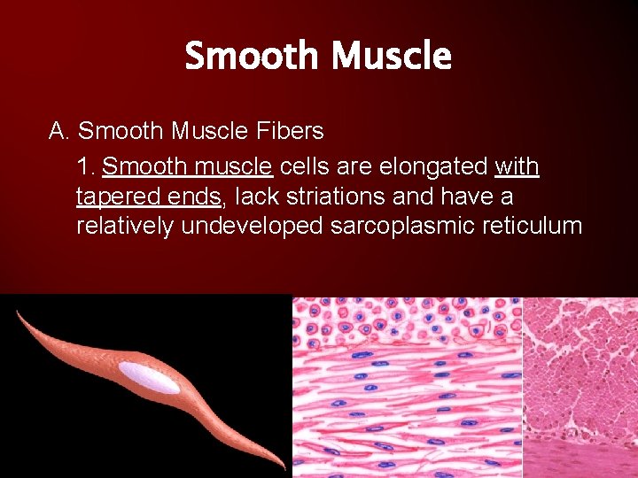 Smooth Muscle A. Smooth Muscle Fibers 1. Smooth muscle cells are elongated with tapered