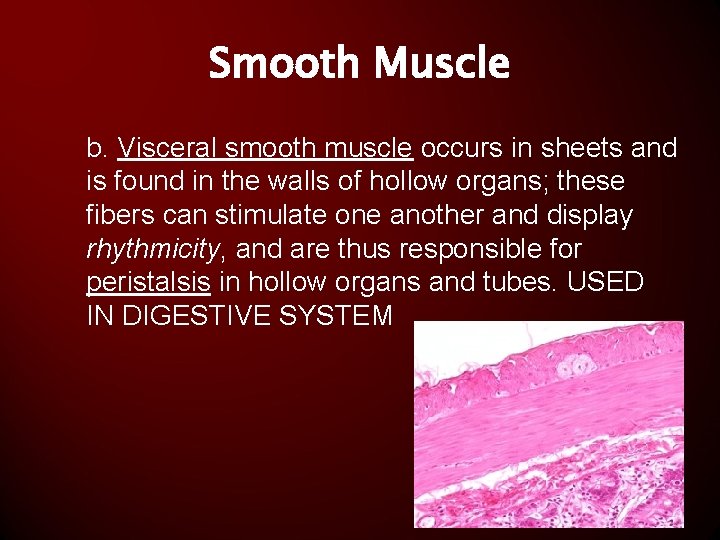 Smooth Muscle b. Visceral smooth muscle occurs in sheets and is found in the