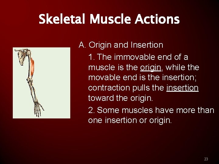 Skeletal Muscle Actions A. Origin and Insertion 1. The immovable end of a muscle