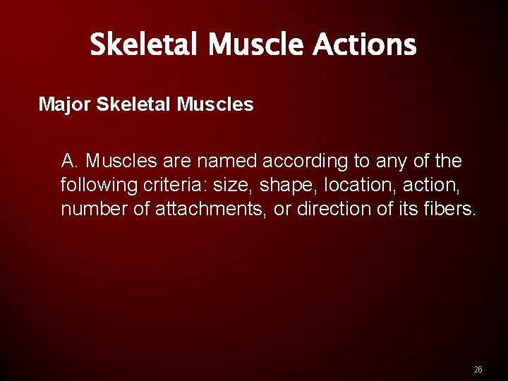 Skeletal Muscle Actions Major Skeletal Muscles A. Muscles are named according to any of