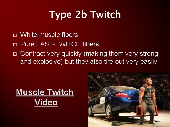 Type 2 b Twitch White muscle fibers Pure FAST-TWITCH fibers Contract very quickly (making