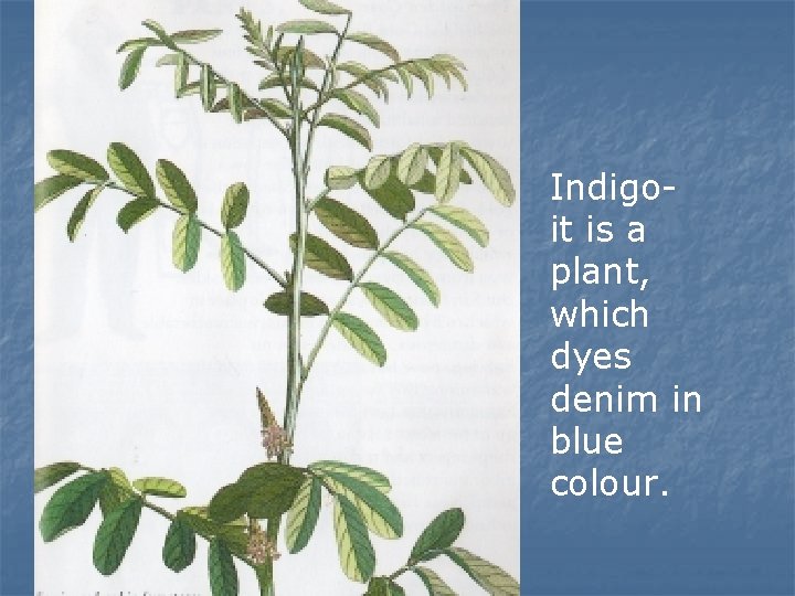 Indigoit is a plant, which dyes denim in blue colour. 