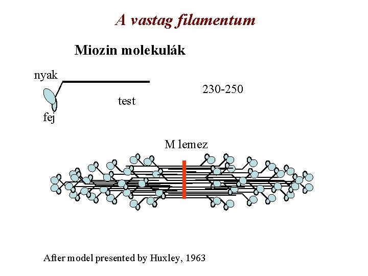 A vastag filamentum Miozin molekulák nyak test 230 -250 fej M lemez After model