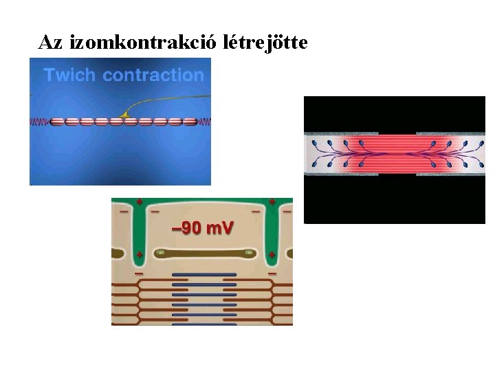 Az izomkontrakció létrejötte 