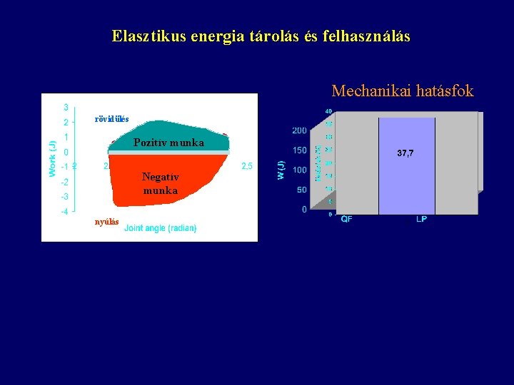 Elasztikus energia tárolás és felhasználás Mechanikai hatásfok rövidülés Pozitív munka Negatív munka nyúlás 