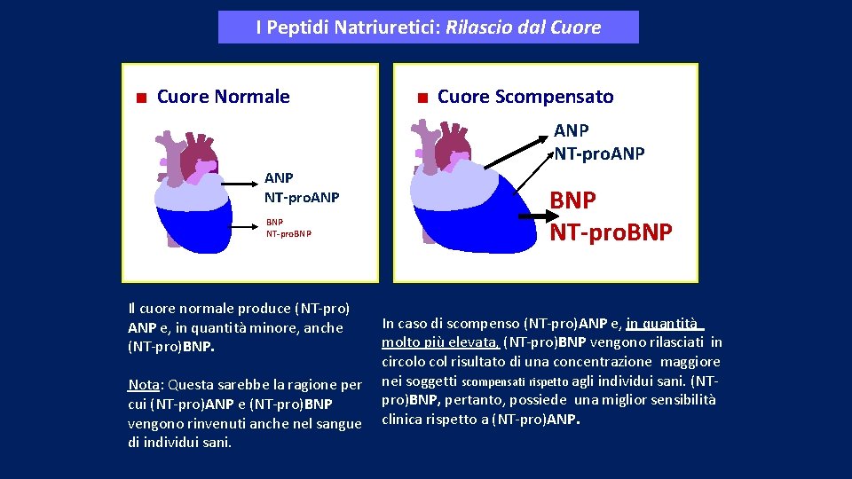 I Peptidi Natriuretici: Rilascio dal Cuore Normale Cuore Scompensato ANP NT-pro. ANP BNP NT-pro.