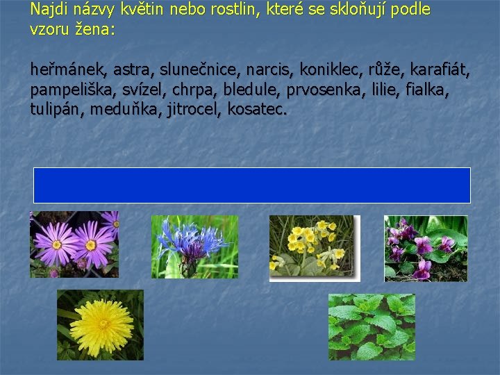 Najdi názvy květin nebo rostlin, které se skloňují podle vzoru žena: heřmánek, astra, slunečnice,