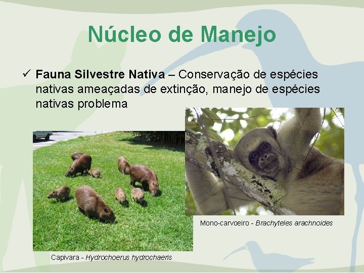 Núcleo de Manejo ü Fauna Silvestre Nativa – Conservação de espécies nativas ameaçadas de