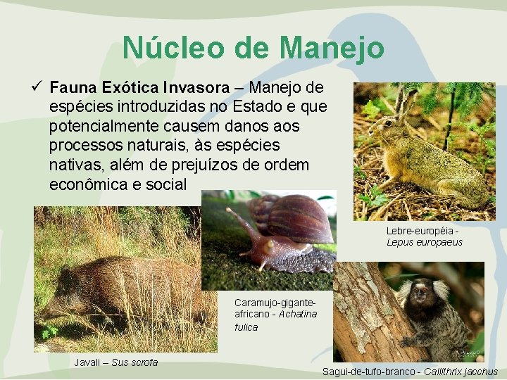 Núcleo de Manejo ü Fauna Exótica Invasora – Manejo de espécies introduzidas no Estado