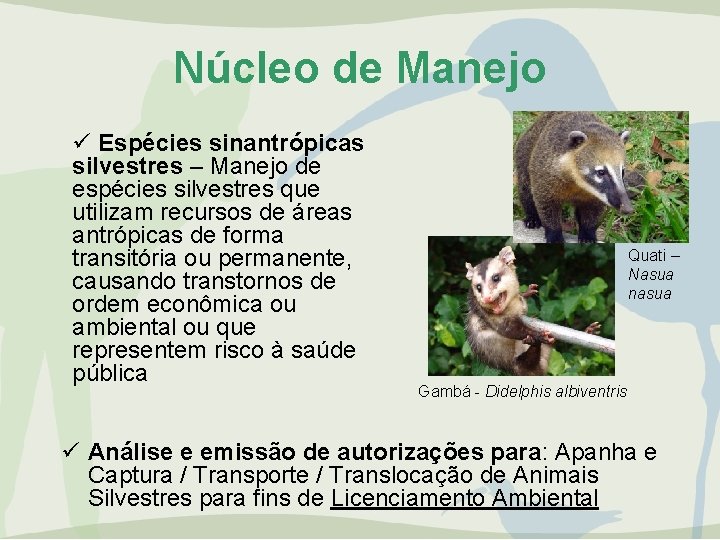 Núcleo de Manejo ü Espécies sinantrópicas silvestres – Manejo de espécies silvestres que utilizam