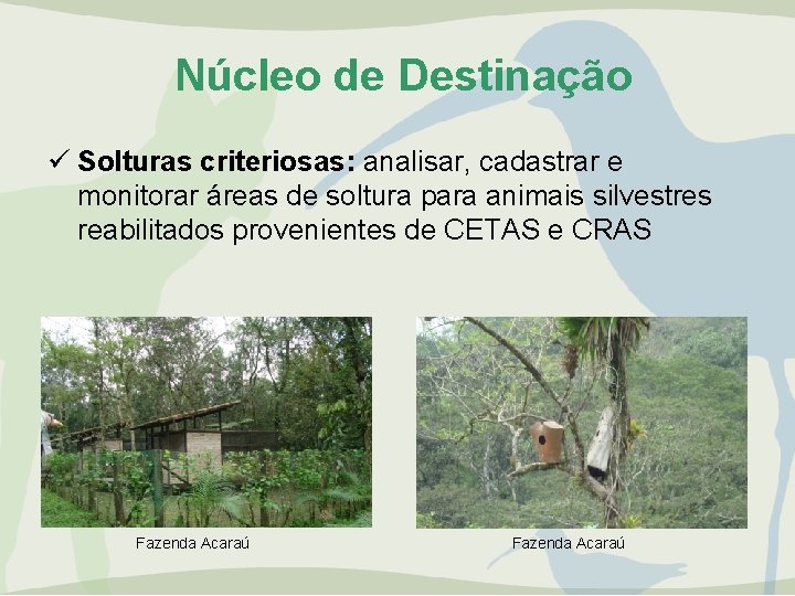 Núcleo de Destinação ü Solturas criteriosas: analisar, cadastrar e monitorar áreas de soltura para