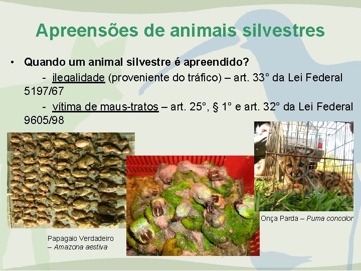 Apreensões de animais silvestres • Quando um animal silvestre é apreendido? - ilegalidade (proveniente