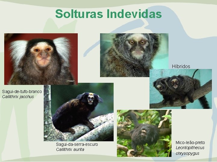 Solturas Indevidas Híbridos Sagui-de-tufo-branco Callithrix jacchus Sagui-da-serra-escuro Callithrix aurita Mico-leão-preto Leontopithecus chrysopygus 