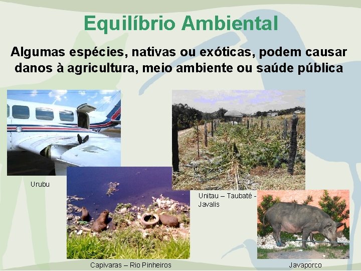 Equilíbrio Ambiental Algumas espécies, nativas ou exóticas, podem causar danos à agricultura, meio ambiente