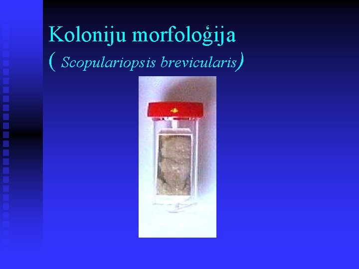 Koloniju morfoloģija ( Scopulariopsis brevicularis) 