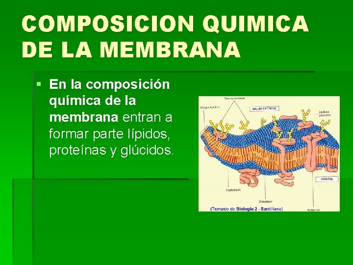COMPOSICION QUIMICA DE LA MEMBRANA § En la composición química de la membrana entran