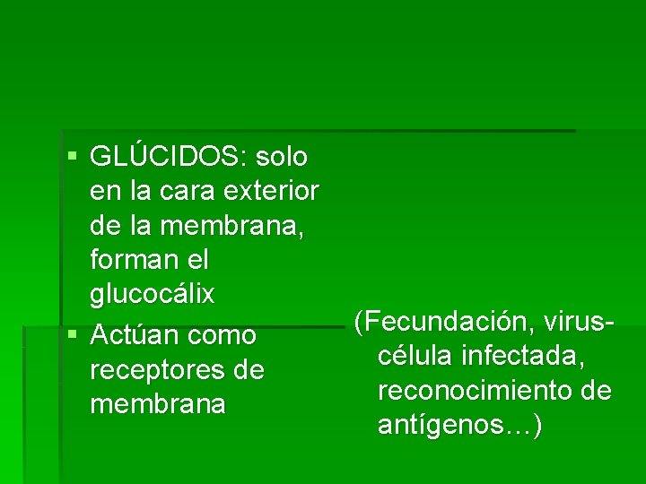 § GLÚCIDOS: solo en la cara exterior de la membrana, forman el glucocálix (Fecundación,
