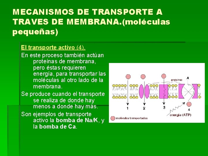 MECANISMOS DE TRANSPORTE A TRAVES DE MEMBRANA. (moléculas pequeñas) El transporte activo (4). En